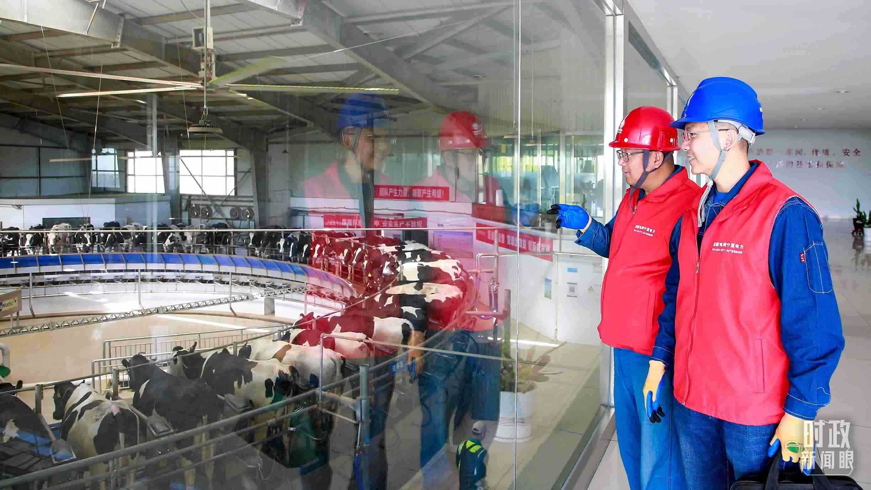  △寧夏銀川，電力員工深入奶牛養(yǎng)殖企業(yè)，助力數(shù)智化養(yǎng)殖。（圖/視覺(jué)中國(guó)）