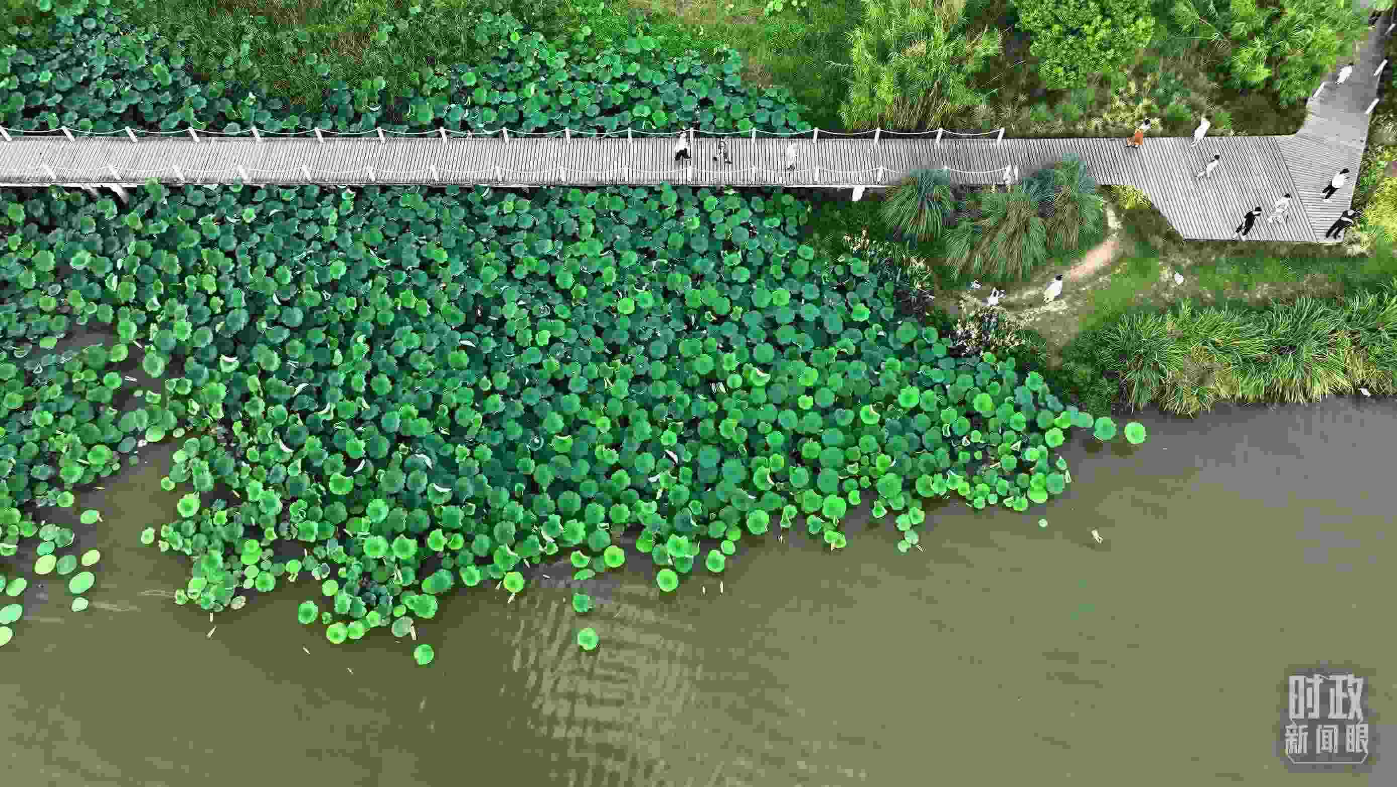 △陜西漢中天漢濕地公園內(nèi)，游人穿行，荷影婆娑。（總臺(tái)記者劉海濤拍攝）