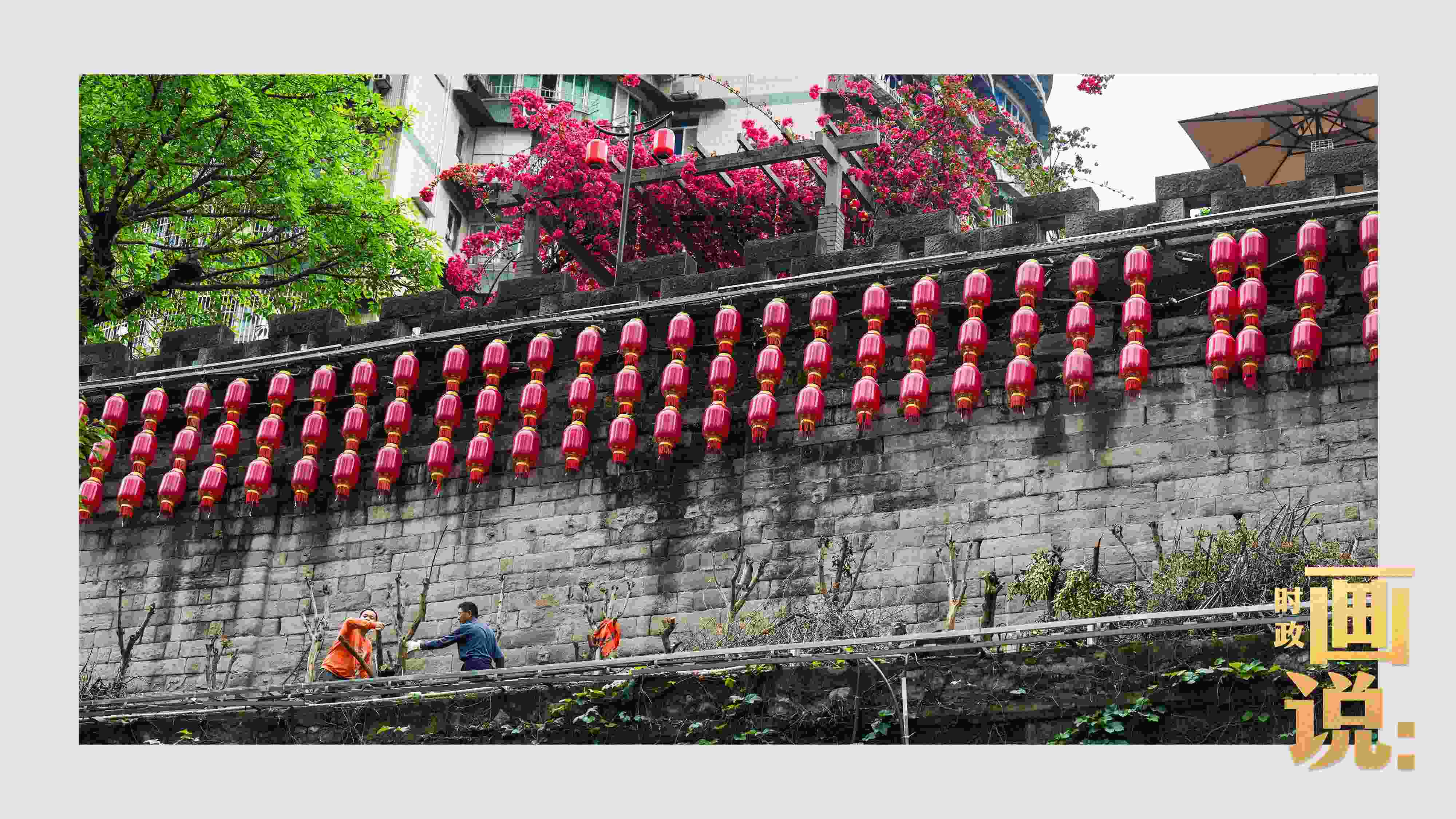 △盛放的三角梅下，園林工人修剪著古老通遠門城墻上的一抹新綠。
