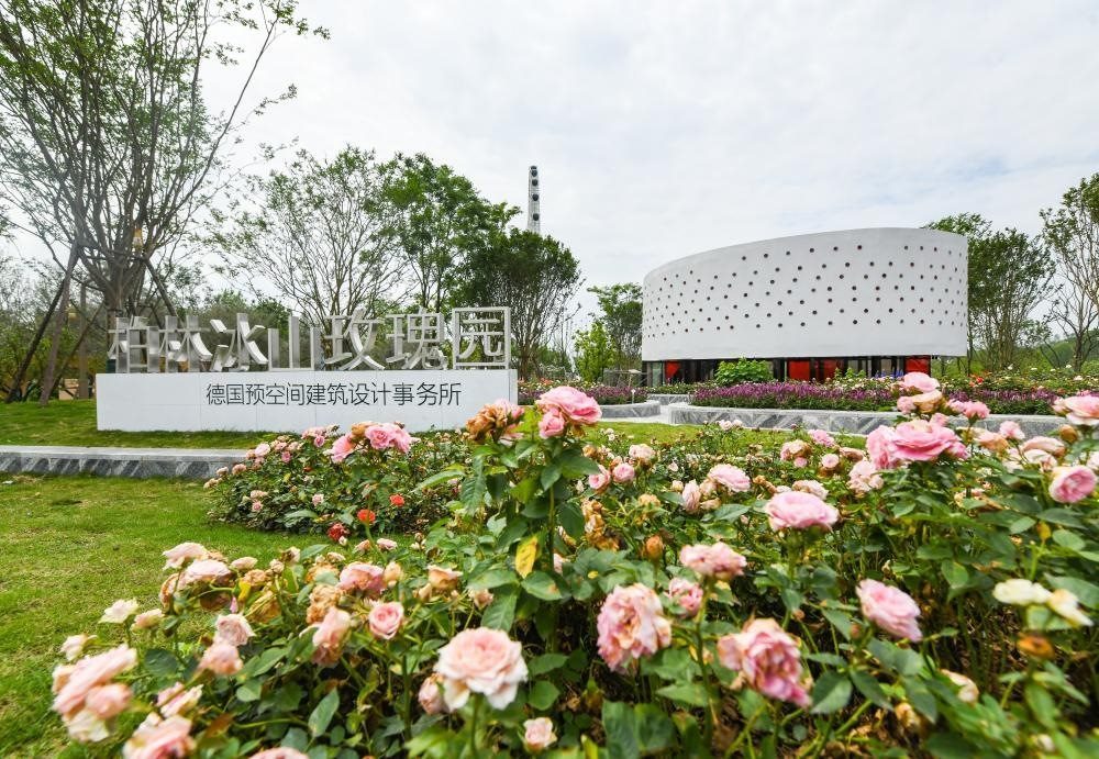 這是2024年4月22日拍攝的成都世園會(huì)主會(huì)場(chǎng)德國柏林冰山玫瑰園。新華社記者 王曦 攝