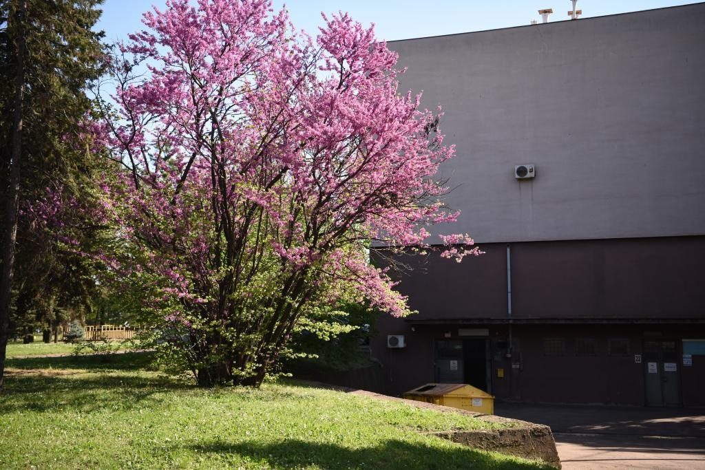 斯梅戴雷沃鋼廠里盛開(kāi)的南歐紫荊花。