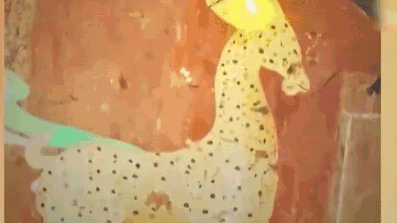 在全新技術(shù)支持下，敦煌莫高窟實現(xiàn)了窟內(nèi)文物窟外看的新體驗。