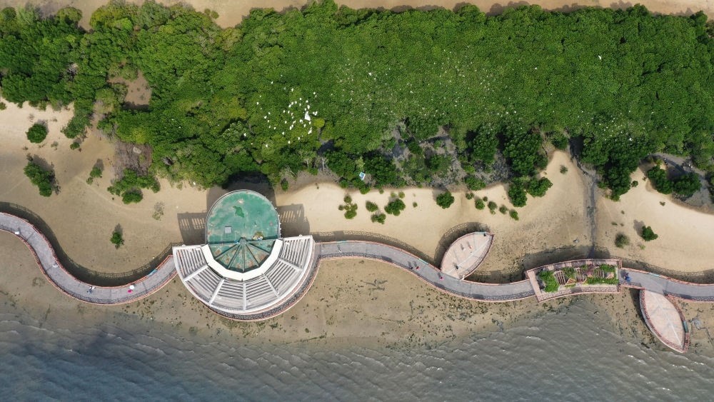 俯瞰廣東湛江市區(qū)海邊的紅樹林（2023年5月25日攝，無人機照片）。