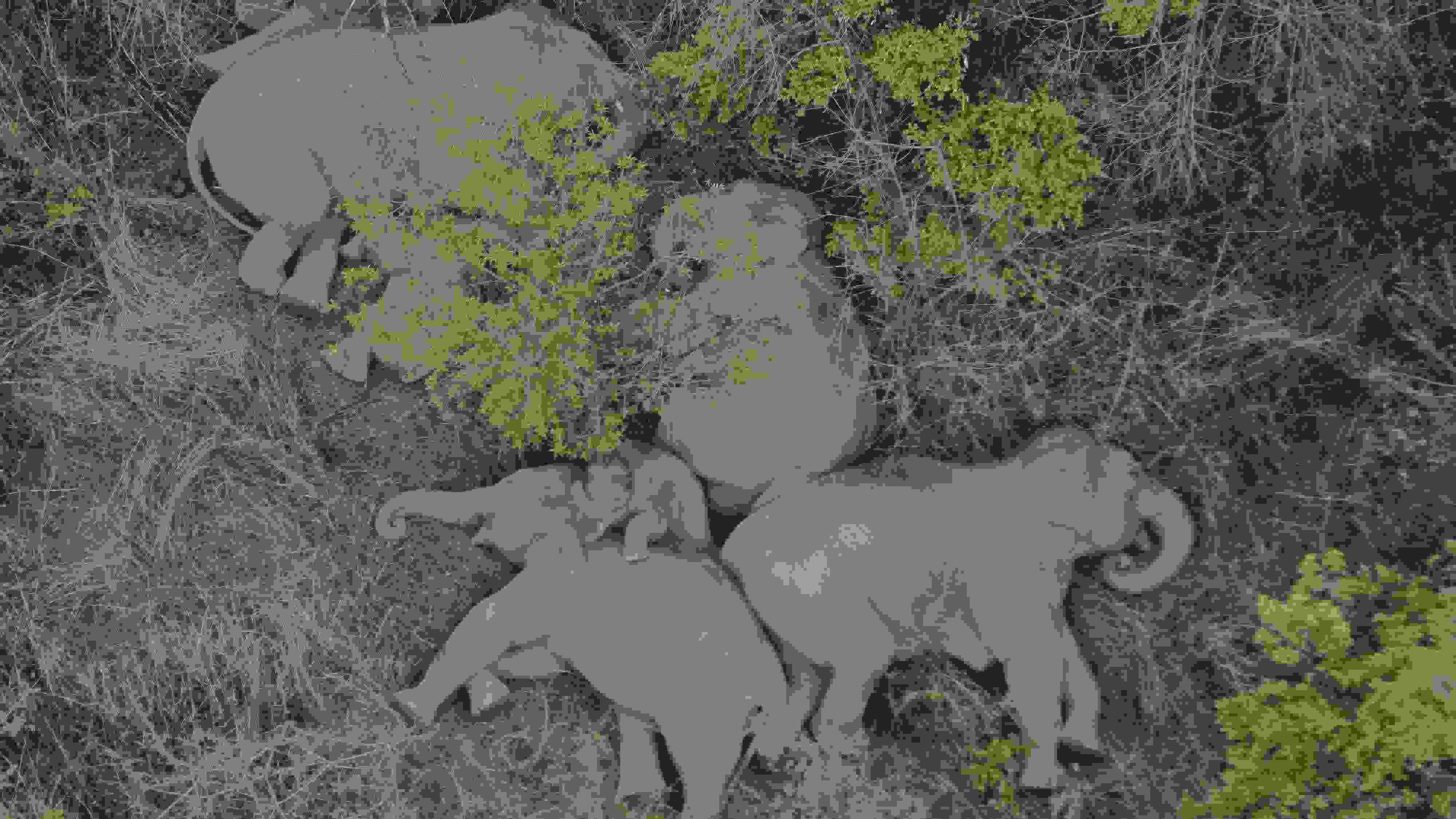 2021年6月7日，航拍顯示亞洲象群在云南省昆明市晉寧區(qū)夕陽鄉(xiāng)山林地里睡覺休息。