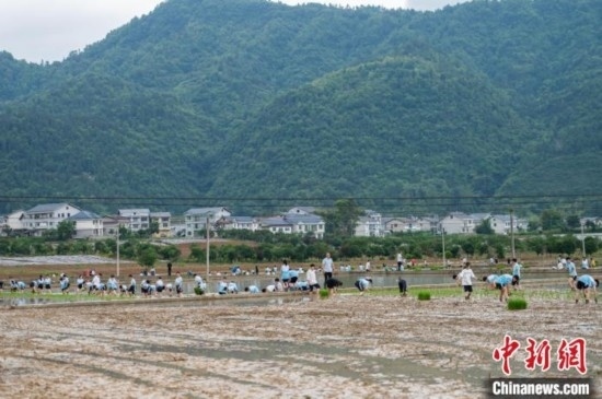 圖為5月21日，綏陽縣旺草中學學生在旺草萬畝大壩體驗插秧。唐哲 攝
