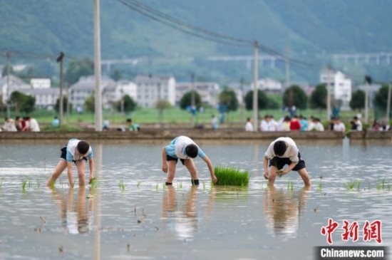 圖為5月21日，綏陽縣旺草中學學生在旺草萬畝大壩體驗插秧。唐哲 攝