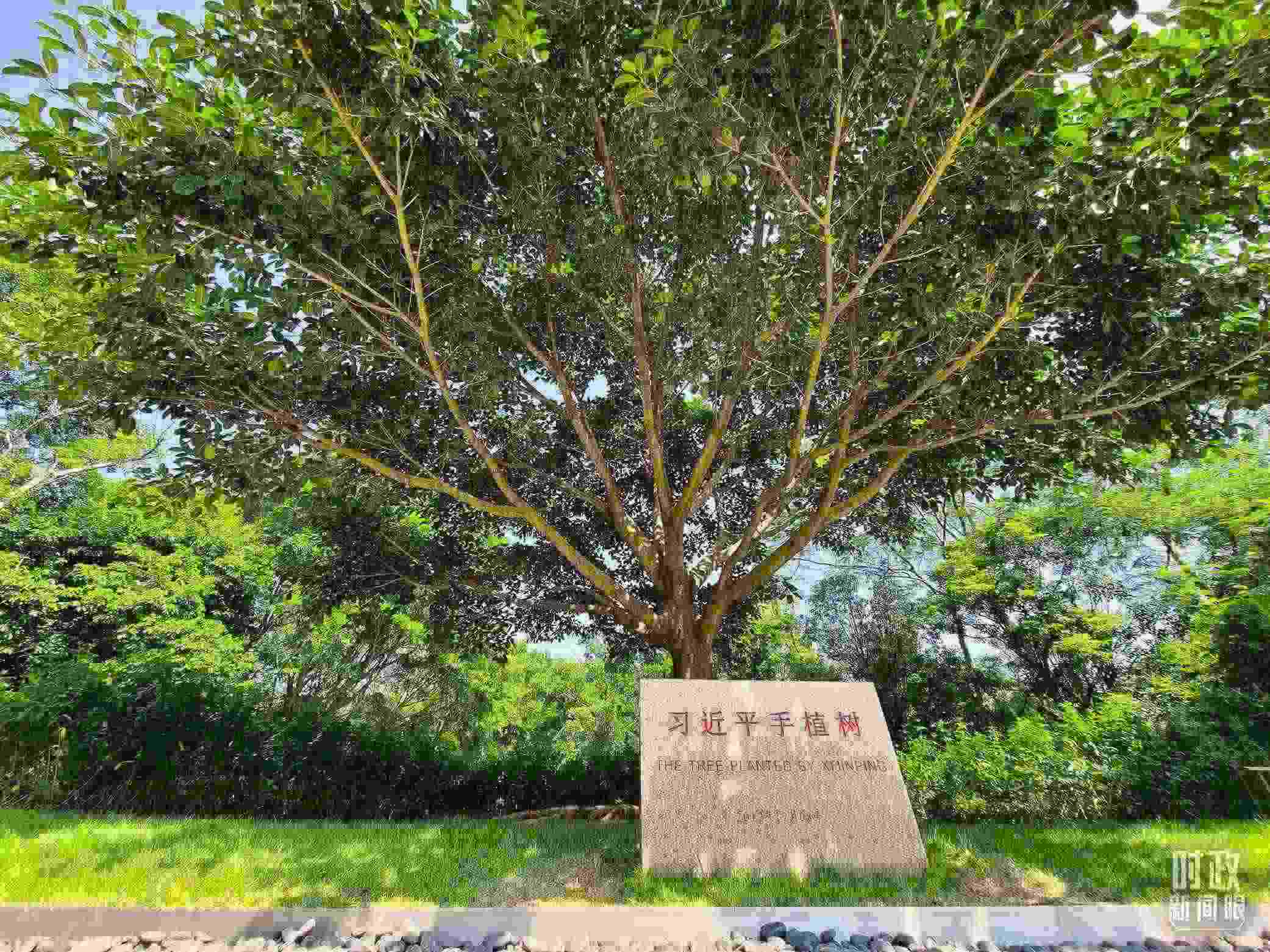 習(xí)近平2012年在深圳蓮花山公園種下的高山榕樹(shù)已枝繁葉茂。（總臺(tái)央視記者趙化拍攝）