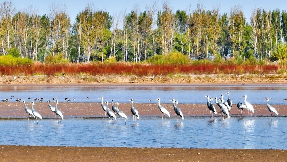 在山東黃河三角洲國家級自然保護區(qū)拍攝的白枕鶴（2022年10月18日攝）。新華社發(fā)（楊斌 攝）