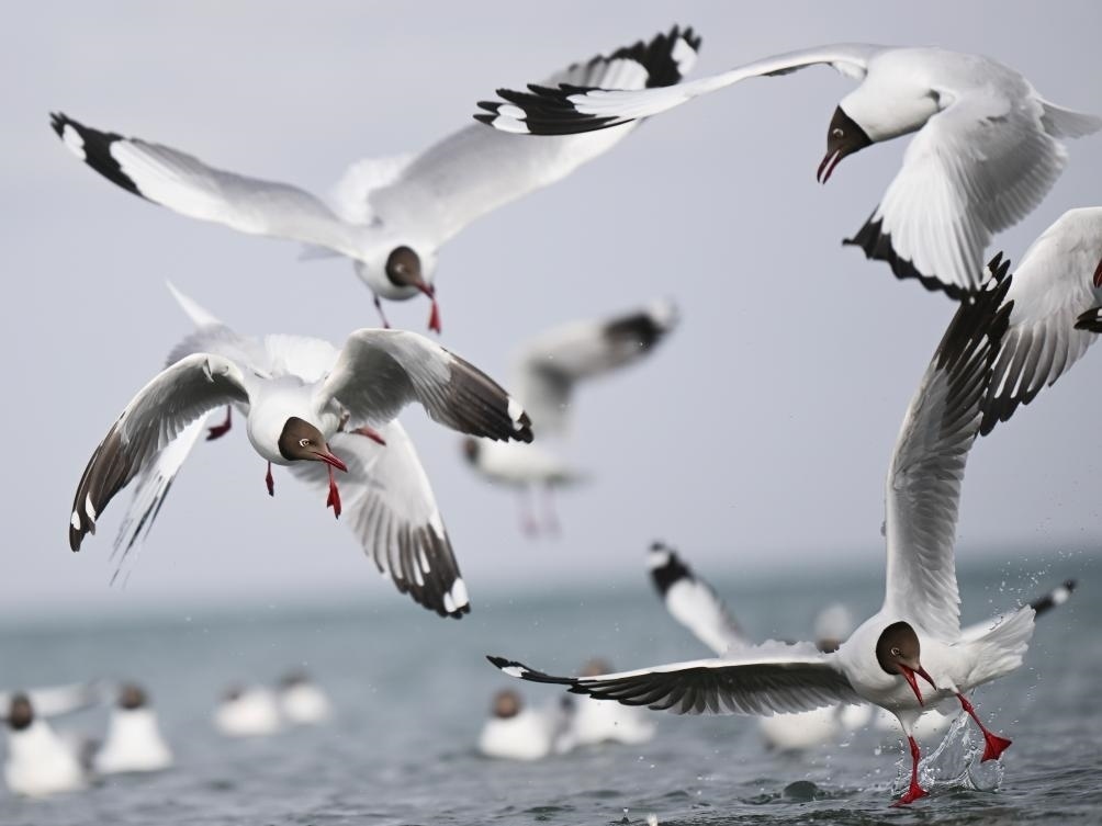 這是2023年4月13日在青海湖拍攝的棕頭鷗。新華社記者 張龍 攝