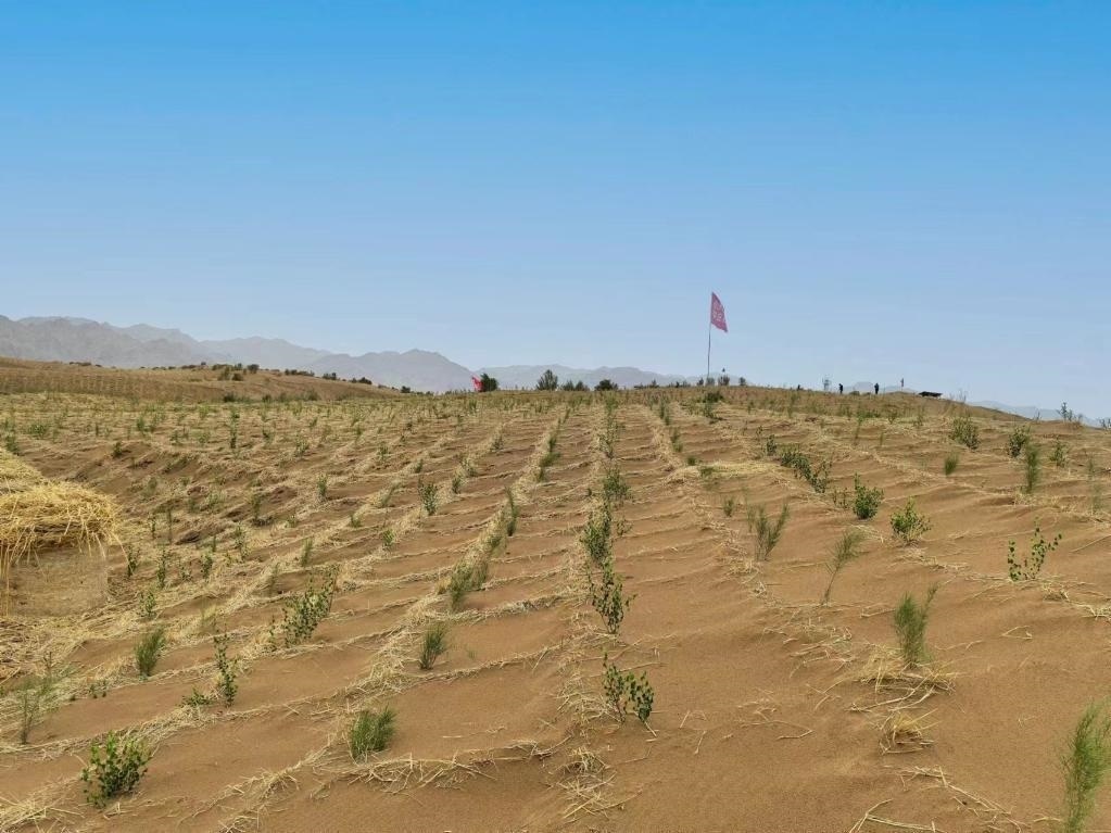 內(nèi)蒙古巴彥淖爾市杭錦后旗治沙新品種沙木蓼和四翅濱藜苗木示范區(qū)。新華社記者 李云平 攝