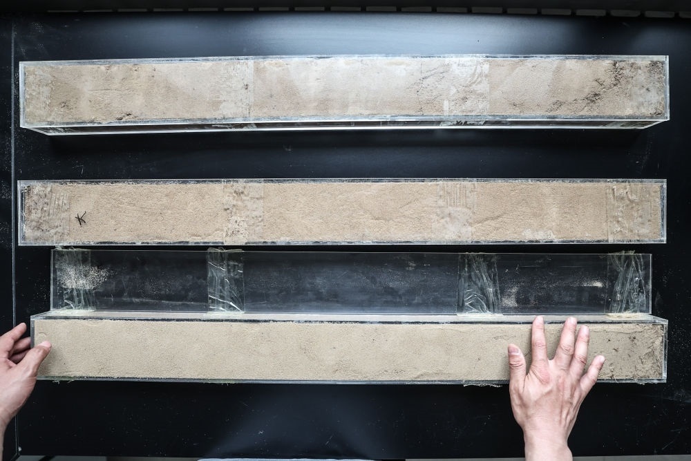 “草根博士”呂林有在遼寧省農(nóng)業(yè)科學(xué)院沙地治理與利用研究所章古臺(tái)基地實(shí)驗(yàn)室整理提取的沙地土壤剖面樣本（2024年5月30日攝）。新華社記者 潘昱龍 攝