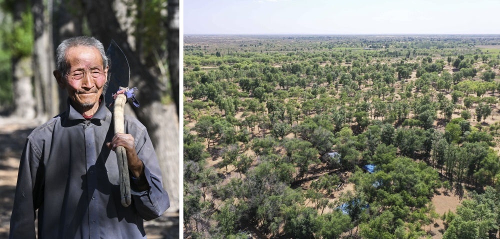 拼版照片：左圖為內(nèi)蒙古鄂托克前旗呼和陶勒蓋嘎查的牧民曹扎娃出門勞作（2023年6月14日攝）；右圖為曹扎娃的承包地（2023年6月14日攝，無人機(jī)照片）。20世紀(jì)80年代，在毛烏素沙地中，曹扎娃主動(dòng)承包了2300多畝沙地。這么多年來，曹扎娃堅(jiān)持種樹治沙，最終將沙地變成了林海。新華社記者 劉磊 攝