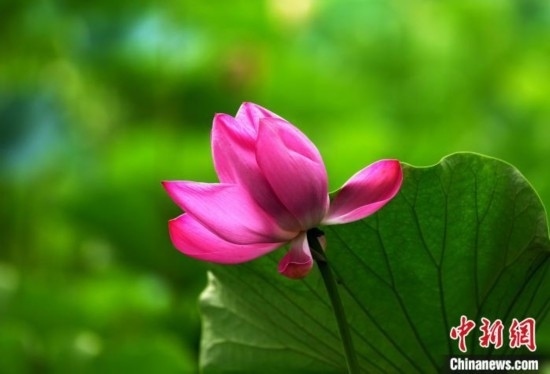 6月19日，時(shí)值一年畢業(yè)季，四川大學(xué)望江校區(qū)荷花池里的荷花盛開，成為了畢業(yè)生們的打卡圣地，吸引了眾多畢業(yè)生拍照留念。圖為盛開的荷花。中新社記者 安源 攝