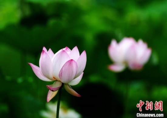 6月19日，時(shí)值一年畢業(yè)季，四川大學(xué)望江校區(qū)荷花池里的荷花盛開，成為了畢業(yè)生們的打卡圣地，吸引了眾多畢業(yè)生拍照留念。圖為盛開的荷花。中新社記者 安源 攝