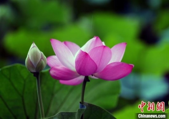 6月19日，時(shí)值一年畢業(yè)季，四川大學(xué)望江校區(qū)荷花池里的荷花盛開，成為了畢業(yè)生們的打卡圣地，吸引了眾多畢業(yè)生拍照留念。圖為盛開的荷花。中新社記者 安源 攝