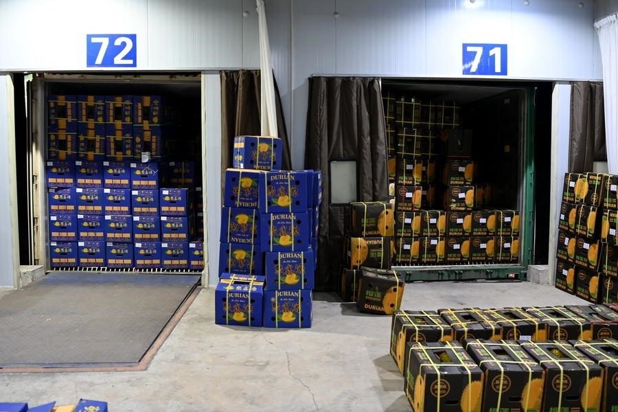 2023年9月12日在廣西憑祥友誼關(guān)口岸拍攝的等待通關(guān)的進(jìn)口榴蓮。新華社記者 曹祎銘 攝