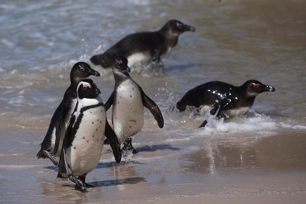 這是2021年9月29日在南非西蒙斯敦的博爾德斯海灘拍攝的捕食歸來(lái)的非洲企鵝。新華社記者 陳誠(chéng) 攝