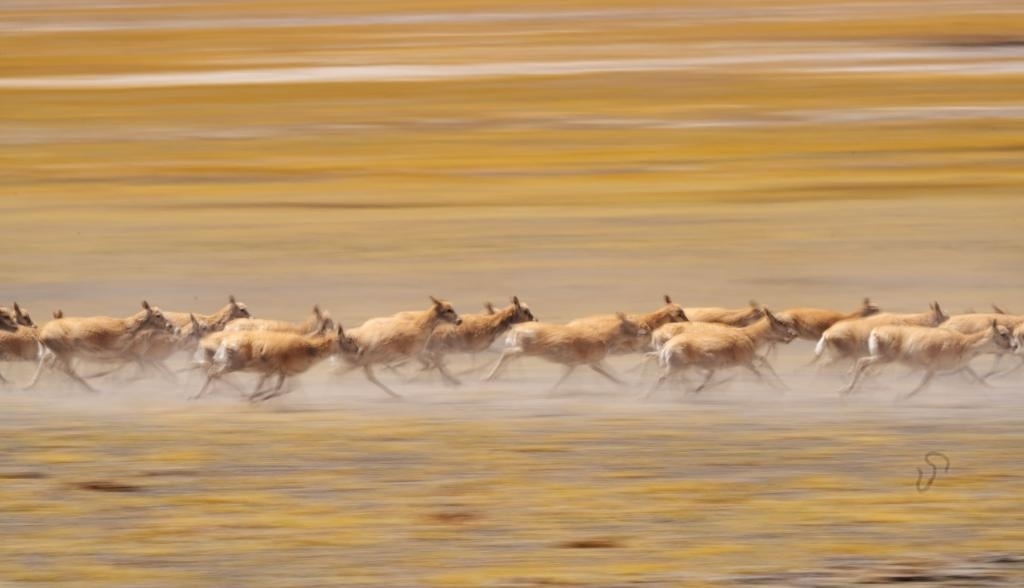 2024年6月13日，在羌塘國家級自然保護區(qū)，遷徙中的藏羚羊奔跑起來。新華社記者費茂華攝