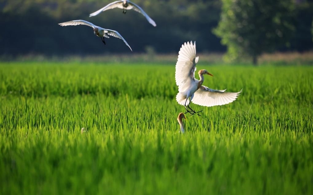 2023年8月7日，鷺鳥在山東省臨沂市郯城縣郯城街道水稻田間飛舞。新華社發(fā)（張春雷 攝）