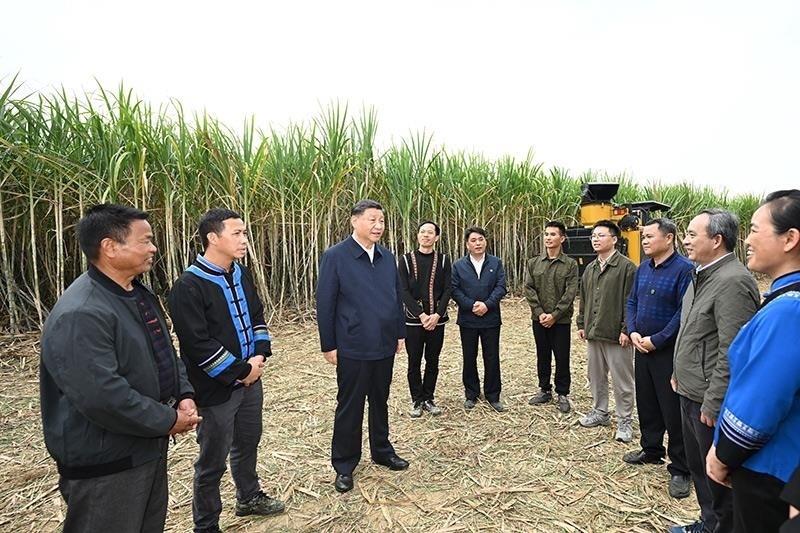 2023年12月14日，習(xí)近平總書記在廣西來賓市國家現(xiàn)代農(nóng)業(yè)產(chǎn)業(yè)園黃安優(yōu)質(zhì)“雙高”糖料蔗基地考察時(shí)，同蔗農(nóng)、農(nóng)機(jī)手和農(nóng)技人員親切交流。