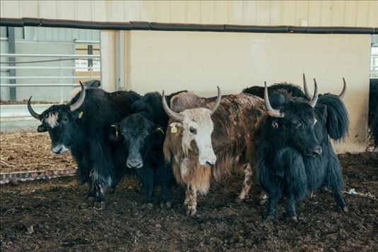 阿壩州凈土阿壩農業(yè)投資發(fā)展有限責任公司牦牛培育基地 方子添攝