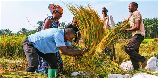 2018 年，中國農(nóng)業(yè)專家組在布隆迪布班扎省吉漢加縣設(shè)立首個(gè)水稻減貧示范村。圖為當(dāng)?shù)剞r(nóng)戶在稻田里給雜交水稻脫粒（2023 年 6 月 20 日攝） 韓旭攝 / 本刊