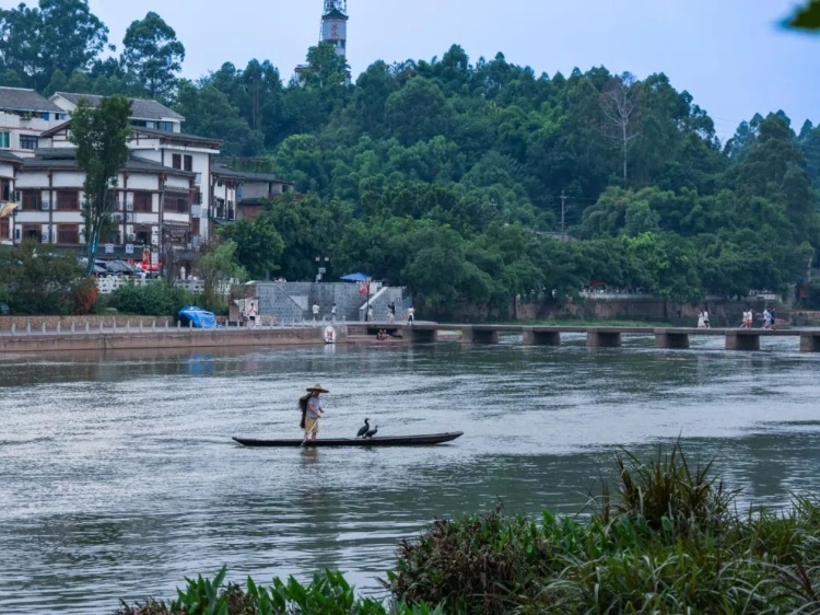 蘇稽古鎮(zhèn)的漁民在進行魚鷹捕魚表演。本報記者 伊霄攝