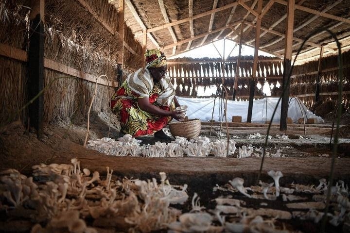 2024年2月6日，在中非共和國(guó)達(dá)馬拉，法蒂瑪在菇棚內(nèi)收獲菌草菇。2022年，法蒂瑪在聽說中國(guó)菌草專家在班吉傳授技術(shù)后主動(dòng)前往學(xué)習(xí)，從一間小菌棚起步，逐漸擴(kuò)大為如今小有名氣的合作社。新華社記者 韓旭 攝