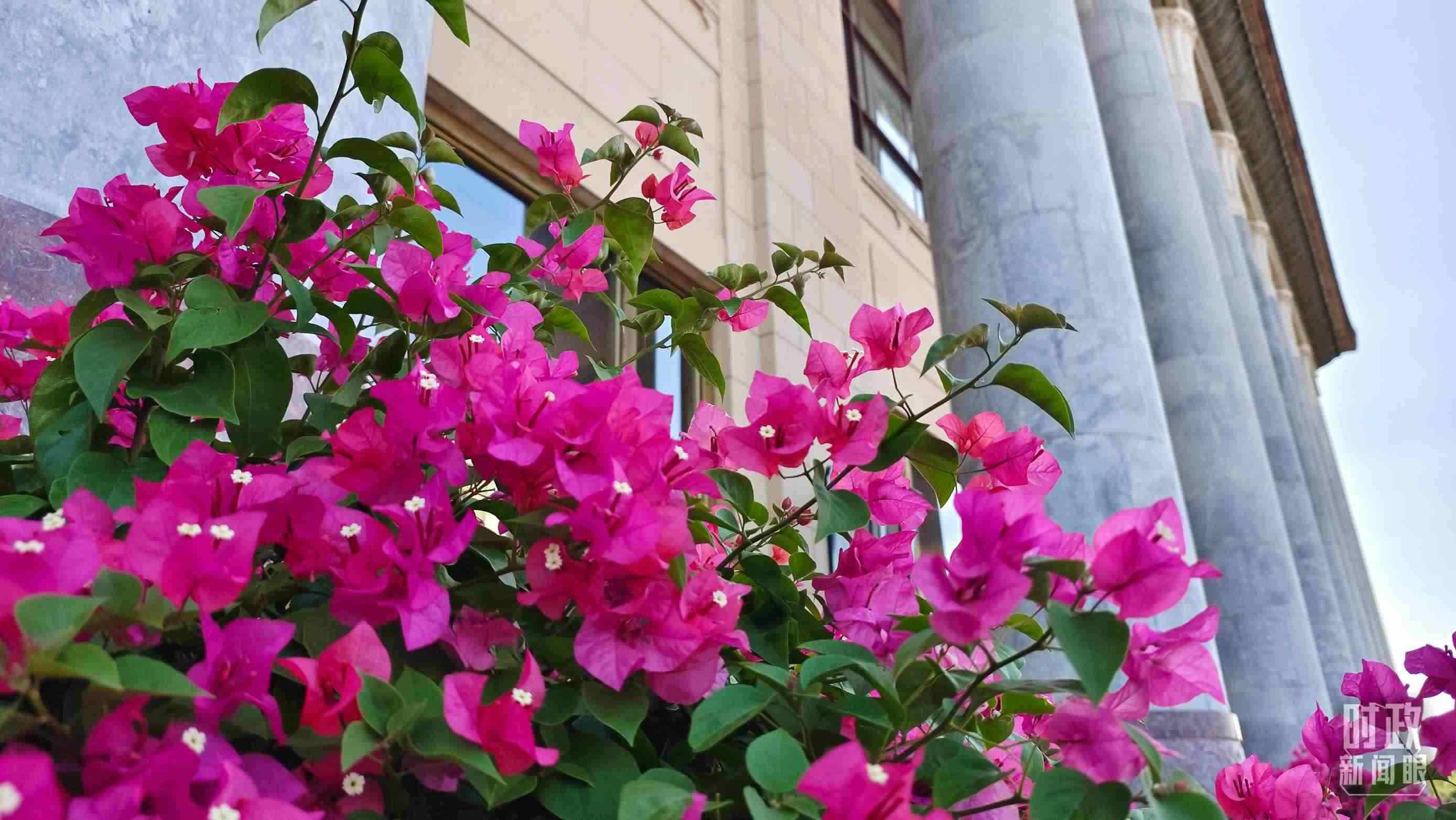 △人民大會(huì)堂外花團(tuán)錦簇。（總臺(tái)央視記者韓銳拍攝）