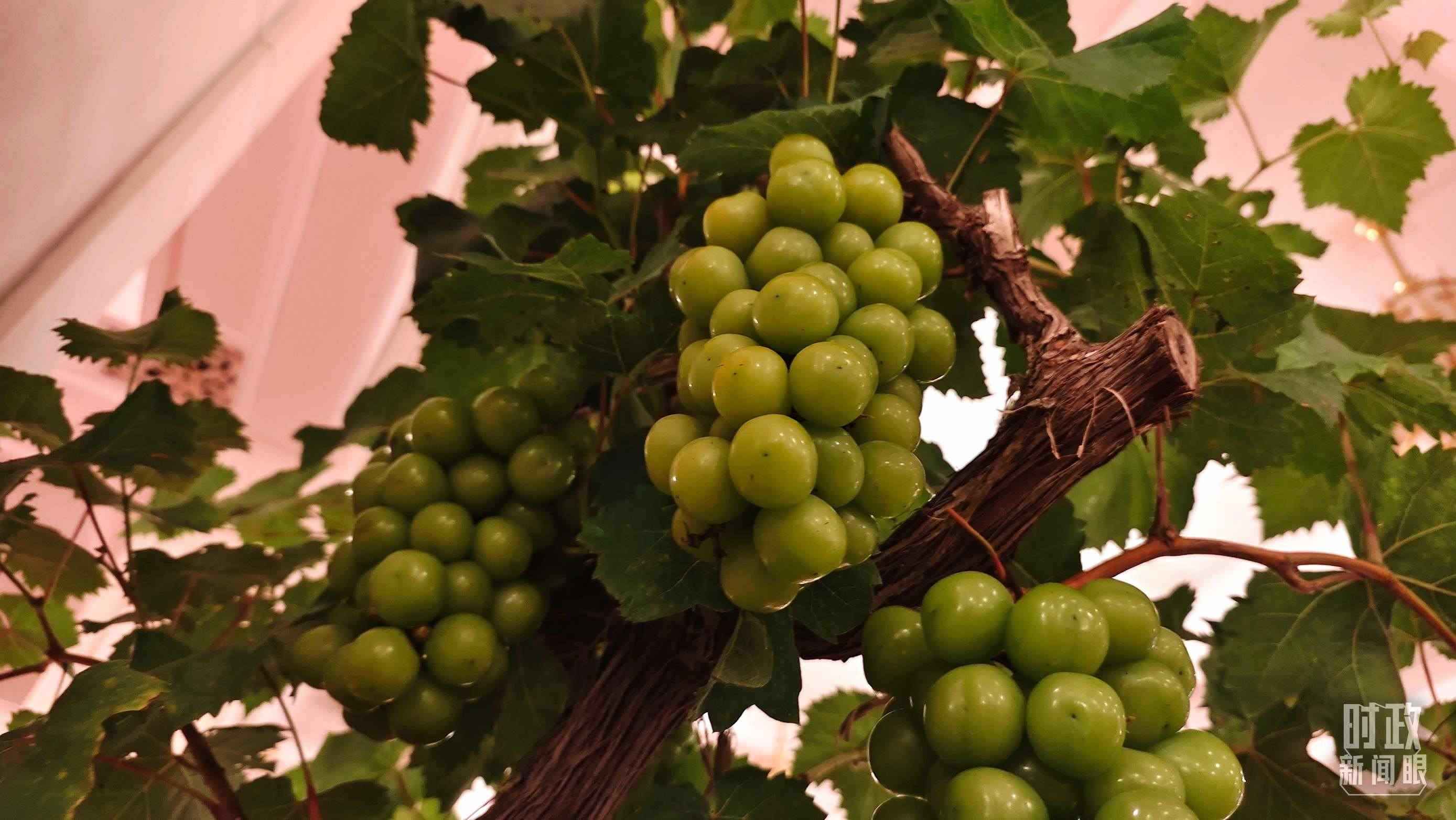  △人民大會(huì)堂的盆景，碩果累累。（總臺(tái)央視記者韓銳拍攝）