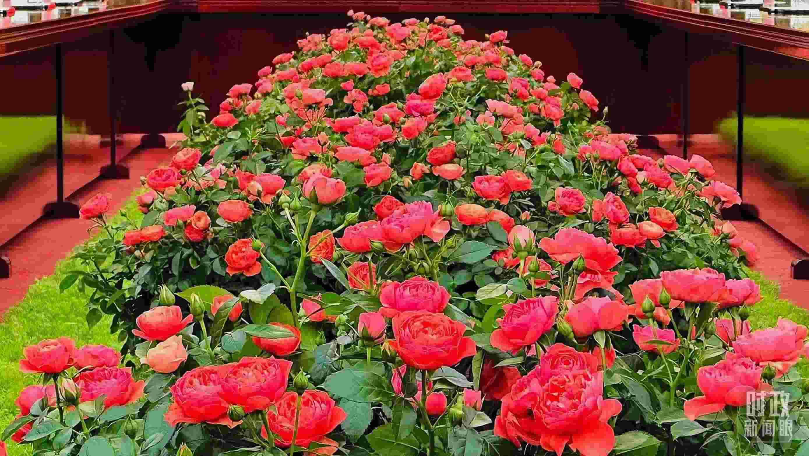 東大廳會(huì)談桌中間擺放的紅果汁月季，象征著蓬勃與堅(jiān)韌。（總臺(tái)央視記者范一鳴拍攝）