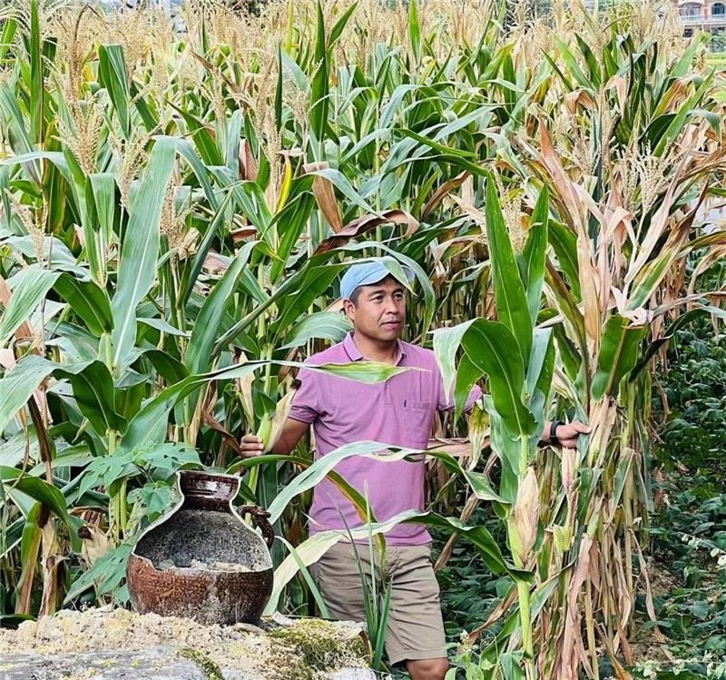不是攀登石林高臺，就是鉆入玉米莊稼地，吉爾吉斯斯坦《自由之山報》總編輯納拉雷·阿桑巴耶夫“身手不凡”，與生長旺盛的玉米構成了花茂村的鄉(xiāng)間野趣。（張亞欣攝）