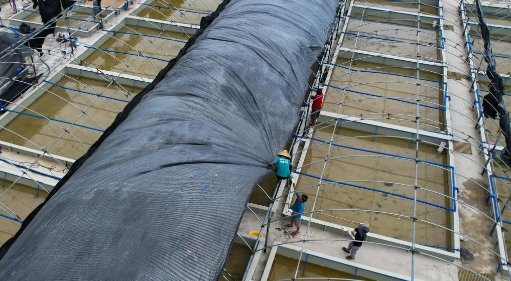 在文昌市翁田鎮(zhèn)的海興農(nóng)翁田蝦苗場，工人重新鋪設頂棚。無人機照片，新華社記者楊冠宇 攝