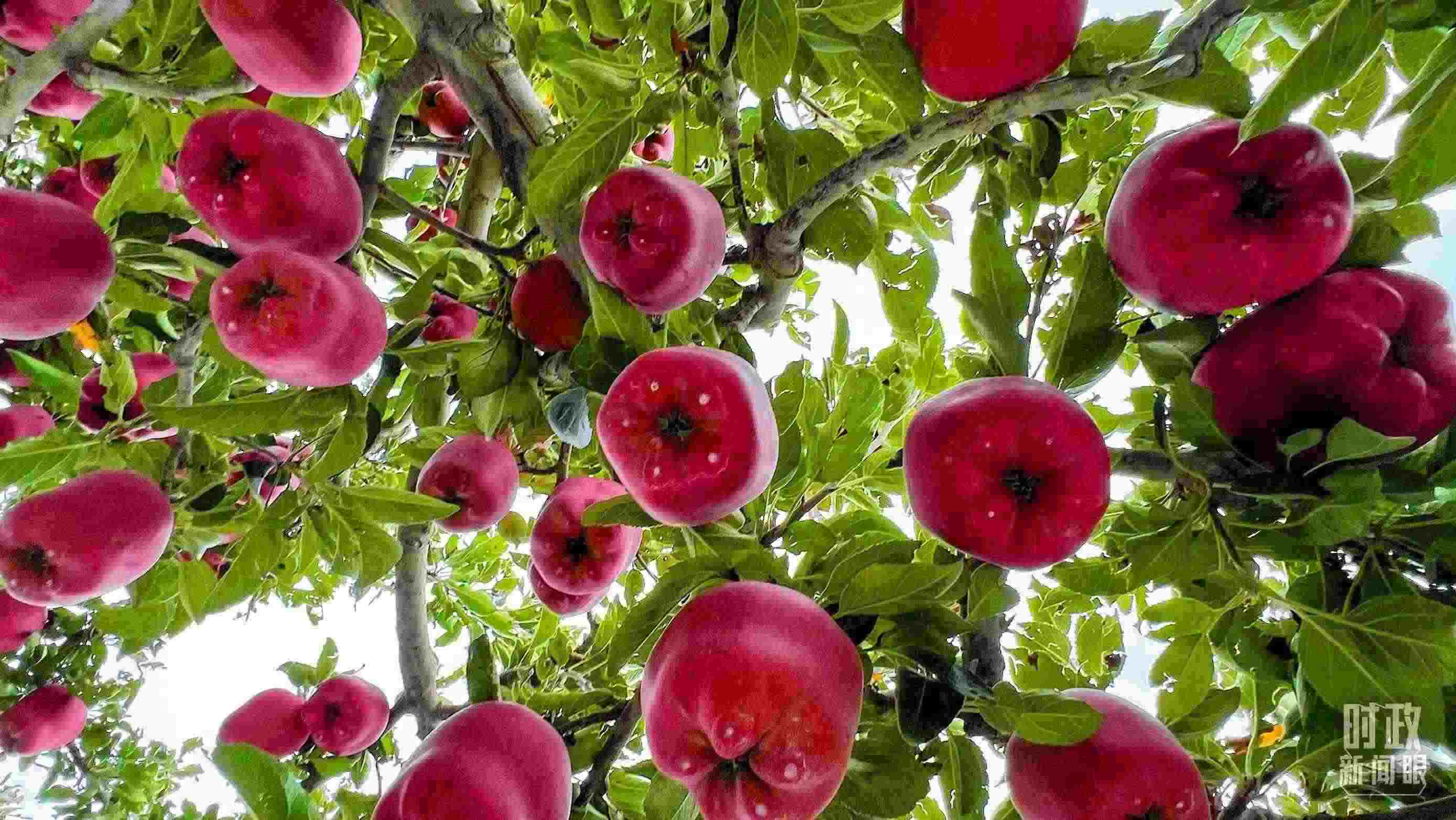 △ 麥積區(qū)南山花牛蘋果基地。（總臺央視記者程鋮拍攝）