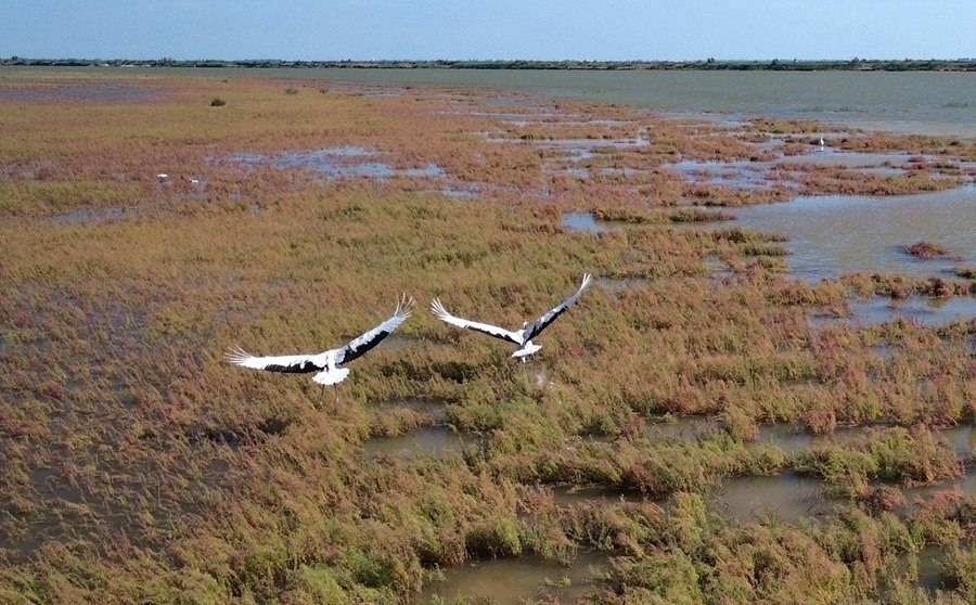 2024年8月28日，丹頂鶴在黃河三角洲國家級自然保護區(qū)展翅翱翔（無人機照片）。新華社記者 徐速繪 攝
