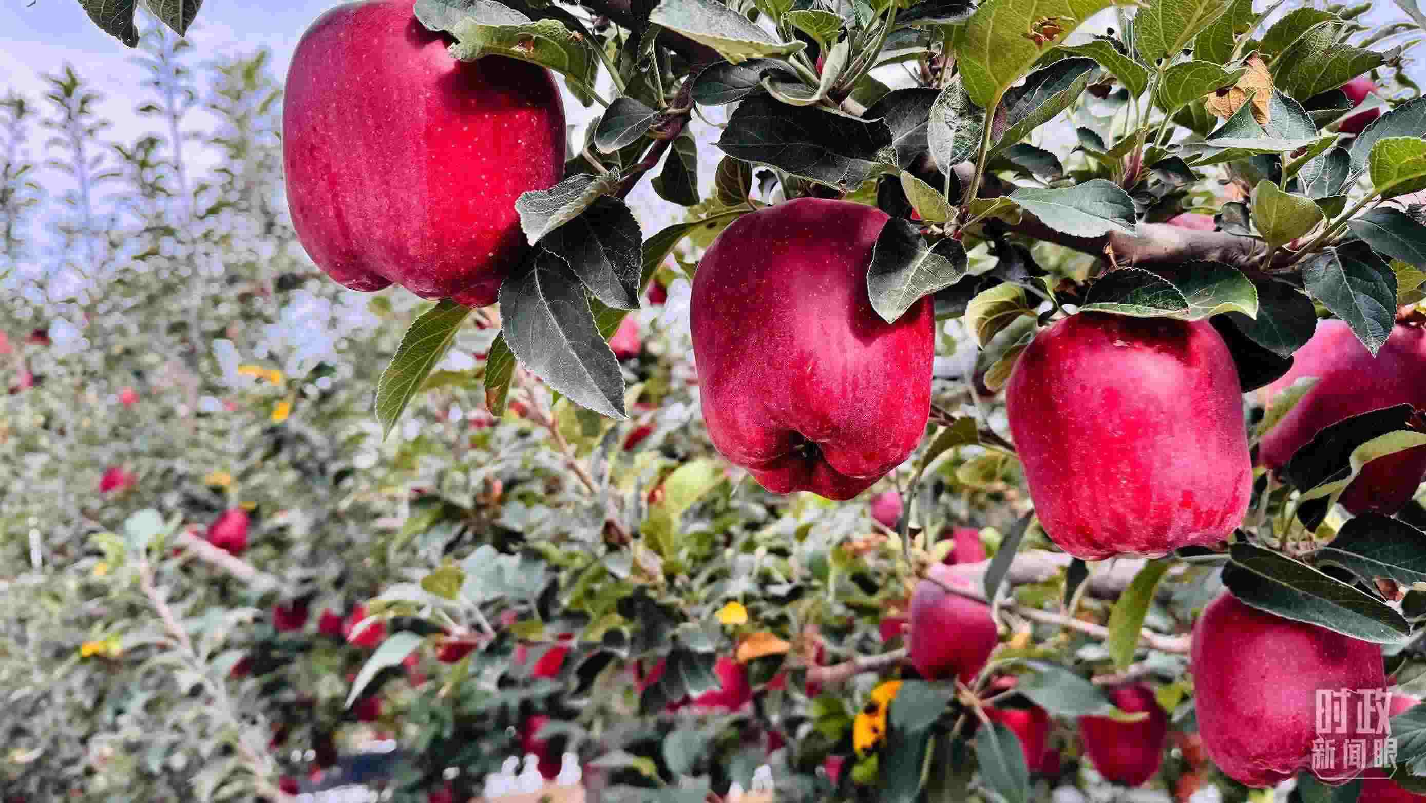 △ 麥積區(qū)南山花牛蘋果基地。（總臺央視記者黎兵拍攝）