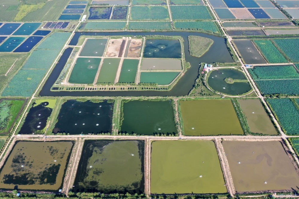 2024年8月13日在山西省臨猗縣薛公村拍攝的蟹塘（無人機照片）。薛公村位于黃河岸邊，有5000多畝黃河灘涂和近5000畝荒溝。當?shù)赝ㄟ^將荒溝和灘涂進行整合，發(fā)展特色水產(chǎn)養(yǎng)殖，讓守著黃河水、住在黃河灘的薛公村村民有了新的致富路。