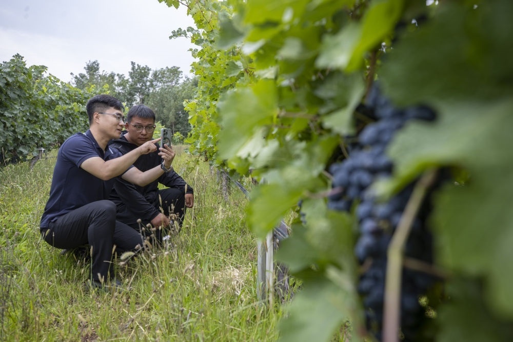 2024年8月15日，技術人員（左）和工作人員在寧夏銀川市西夏區(qū)的一個葡萄園工作。為推動黃河流域生態(tài)保護和高質量發(fā)展先行區(qū)建設，銀川市積極打造高標準葡萄園，借助各種傳感器監(jiān)測釀酒葡萄的生長狀態(tài)，實現(xiàn)精準灌溉，從而高效節(jié)約黃河水。