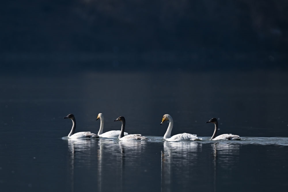 2023年11月30日，天鵝在青海省海東市化隆回族自治縣群科鎮(zhèn)境內的黃河上游弋。近年來，青海省加大力度保護治理境內黃河流域，改善當?shù)厣鷳B(tài)環(huán)境，為越冬候鳥提供良好棲息地。