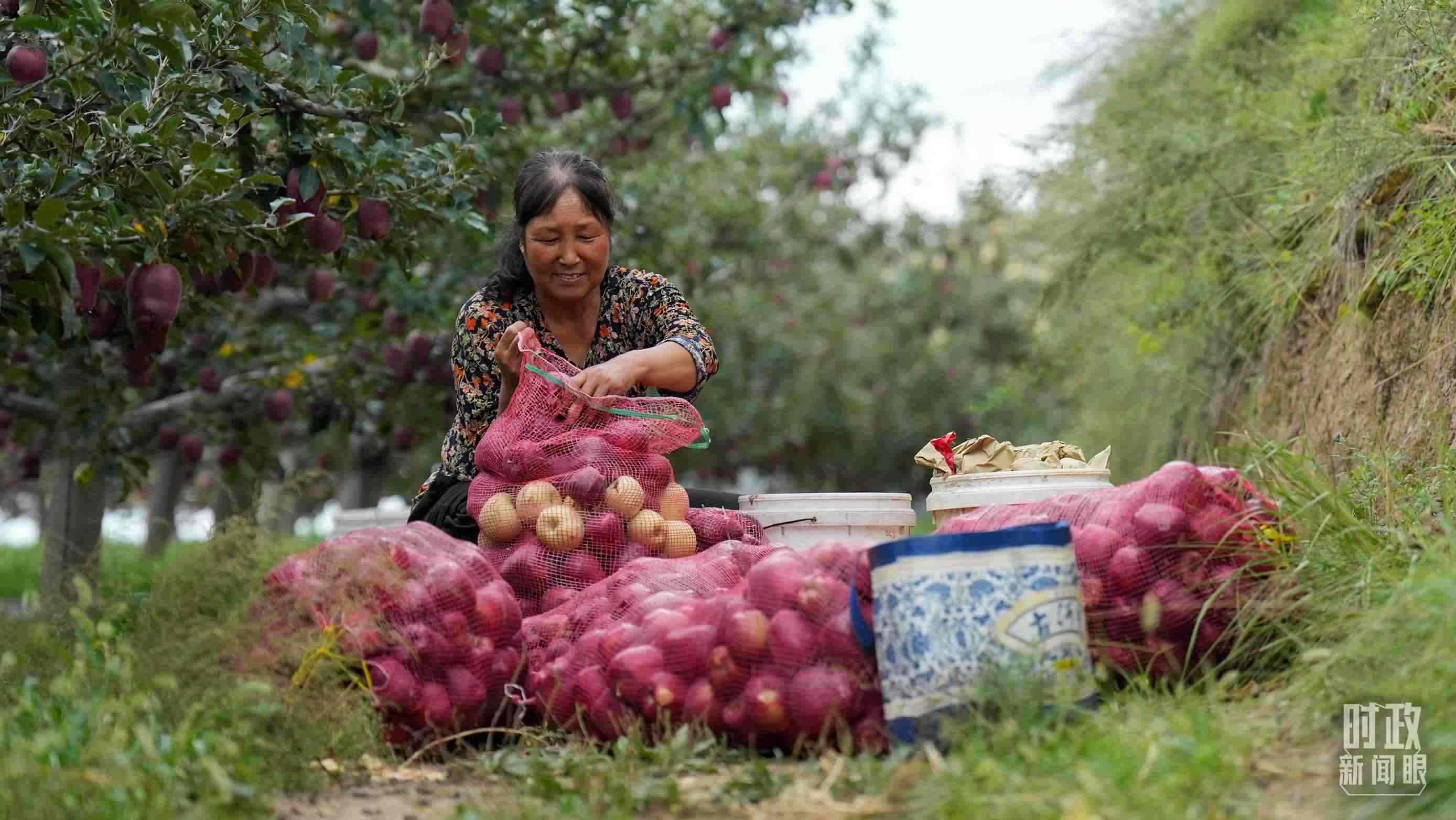 △南山花牛蘋果基地在2023年帶動(dòng)9000多戶村民實(shí)現(xiàn)增收。（總臺(tái)國廣記者李晉拍攝）