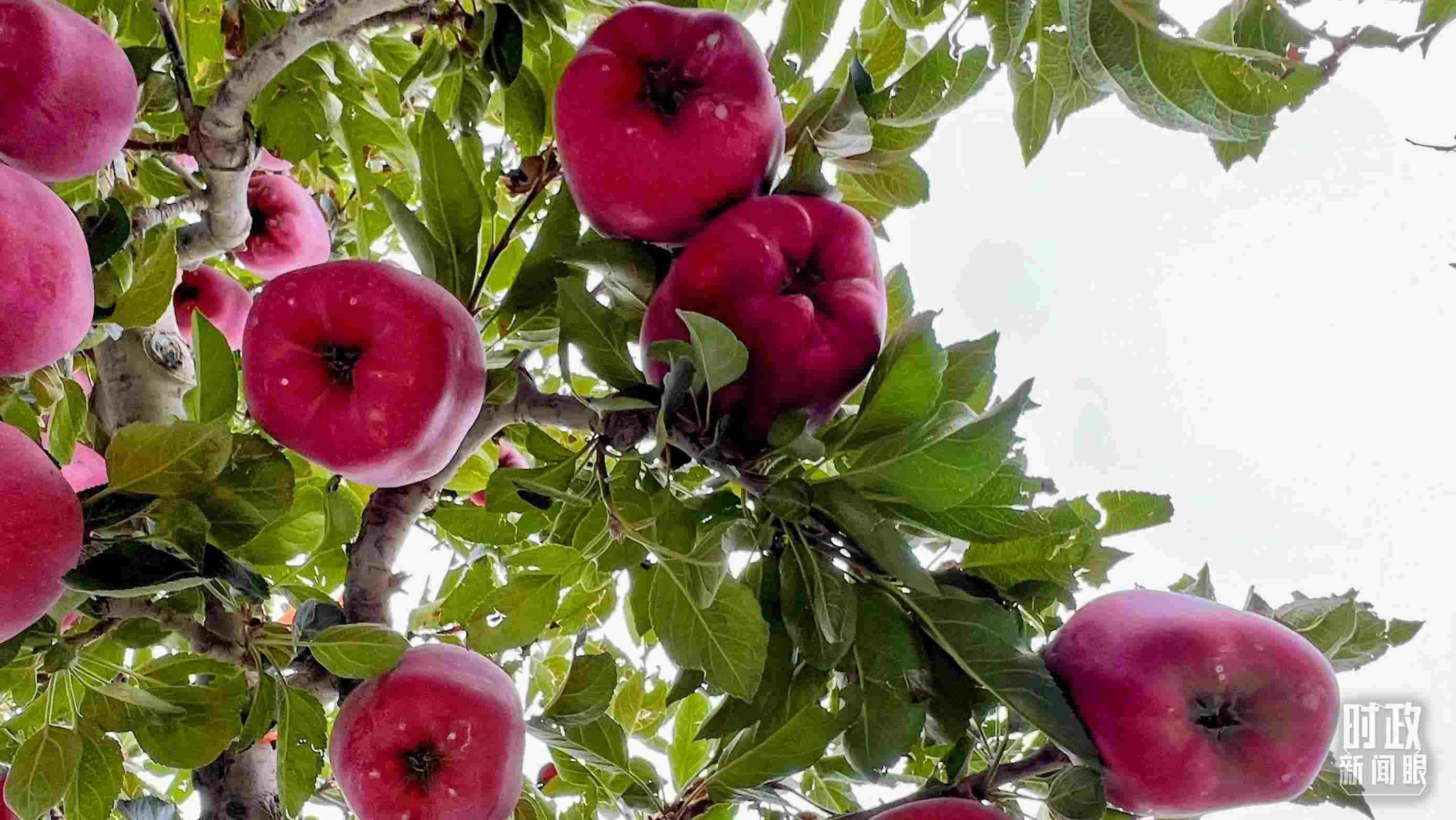 △南山花牛蘋果基地是元帥系蘋果生產(chǎn)基地。（總臺(tái)央視記者程鋮拍攝）