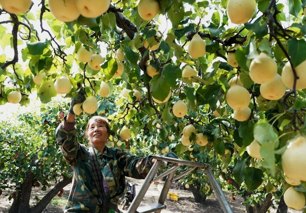 9月13日，河北省晉州市的農(nóng)民在果園采摘鴨梨。新華社記者楊世堯 攝