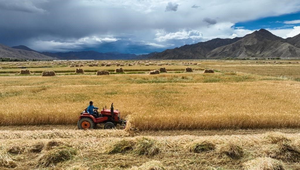 9月10日，在西藏日喀則市白朗縣巴扎鄉(xiāng)拍攝的秋收?qǐng)鼍埃o人機(jī)照片）。新華社記者晉美多吉 攝