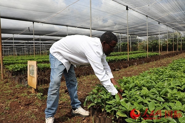 農(nóng)場協(xié)調(diào)員艾哈邁德·耶曼正在檢查咖啡幼苗。人民網(wǎng)記者 沈小曉攝