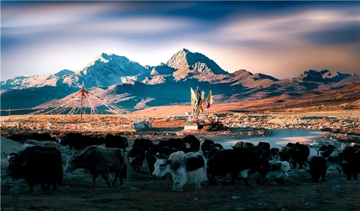 雅拉雪山上的牦牛群。蕭旺擺攝