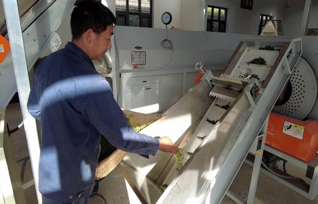  茶廠工人正在查看茶青質(zhì)量。 受訪者供圖