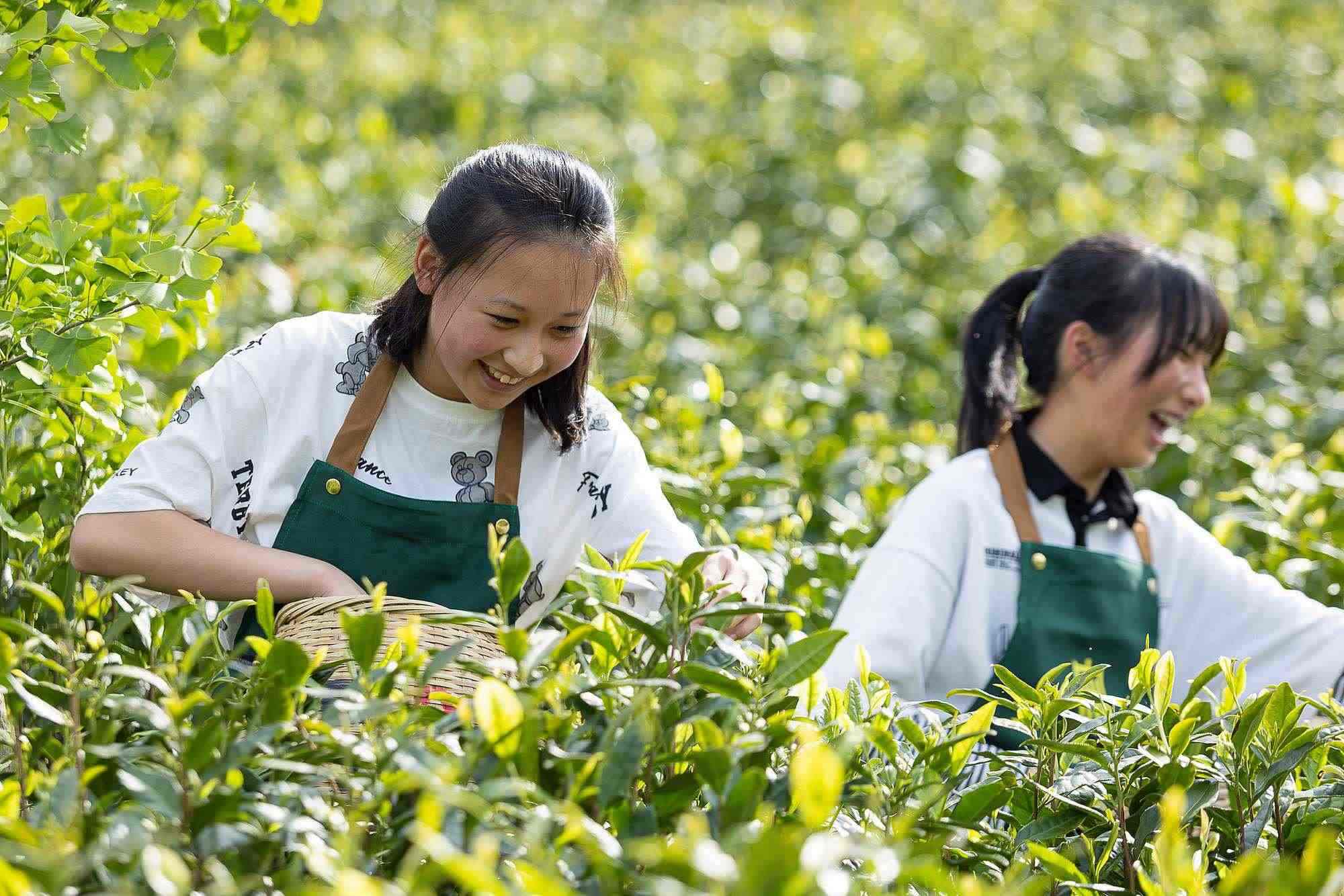 浙江安吉，游客在茶園里體驗(yàn)采茶