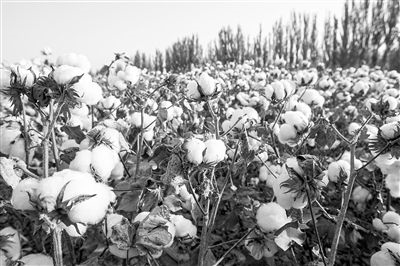 圖為新疆阿克蘇棉田。新研究揭示了GhEXL3基因調(diào)控棉纖維伸長的分子機(jī)制，為棉纖維品質(zhì)遺傳改良提供了重要理論依據(jù)。視覺中國供圖