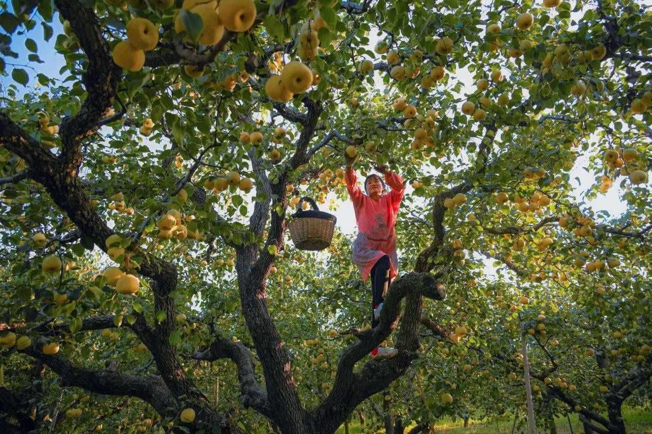2024年10月4日，安徽省宿州市碭山縣程莊鎮(zhèn)衡樓村百年老梨園里，梨農(nóng)在忙著采摘酥梨。來源:人民圖片