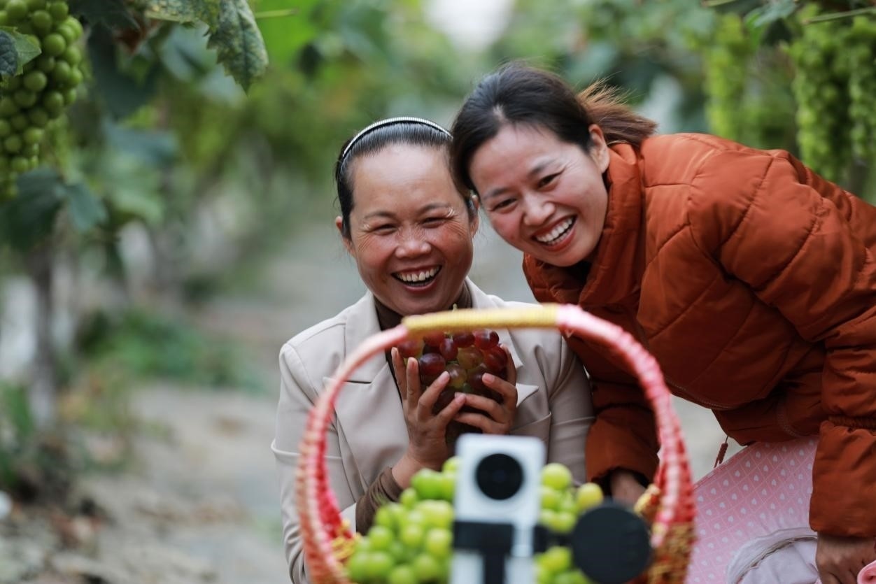 2024年10月6日，果農(nóng)在貴州省黔西市金碧鎮(zhèn)新蘭村葡萄園里進(jìn)行直播銷售。來源：人民圖片